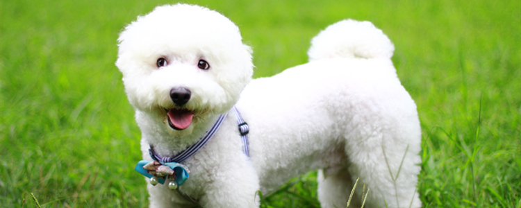 比熊犬为什么禁养