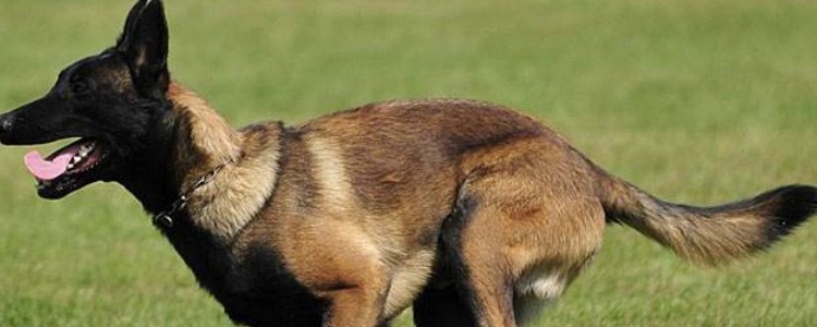 田野小猎犬寿命