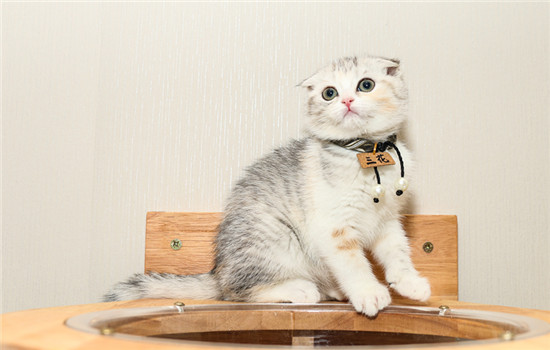 猫咪可不可以偶尔喝牛奶 猫可不可以喝牛奶