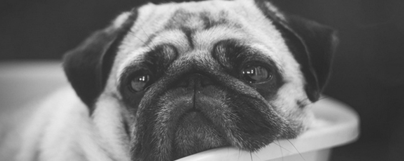 狗狗吃撑了怎么办