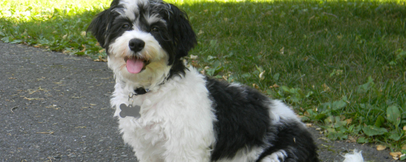 狗狗鼻子老是往外喷气