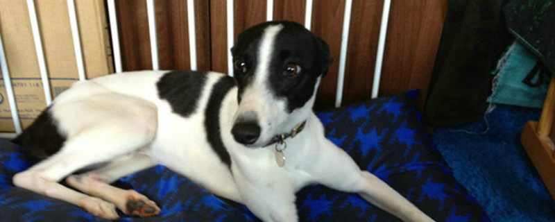 狗狗来例假可以洗澡吗