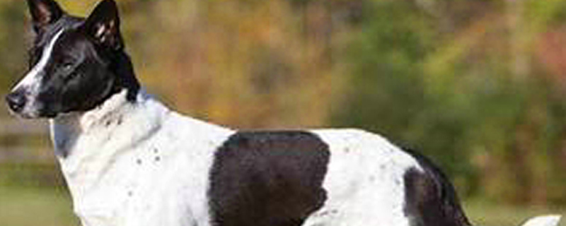 狗狗吃了辣的以后症状