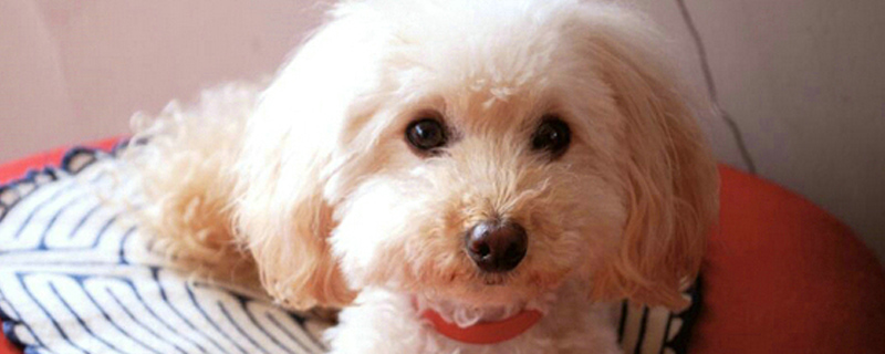 泰迪狗换主人后的表现