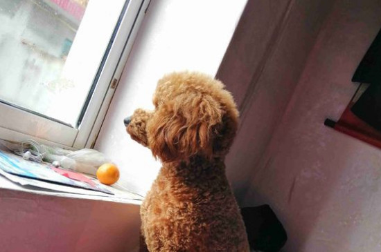 泰迪狗换主人后的表现