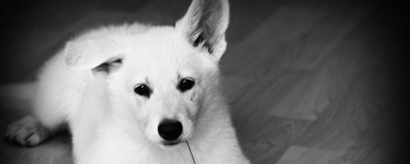 狗狗喜欢咬人怎么办