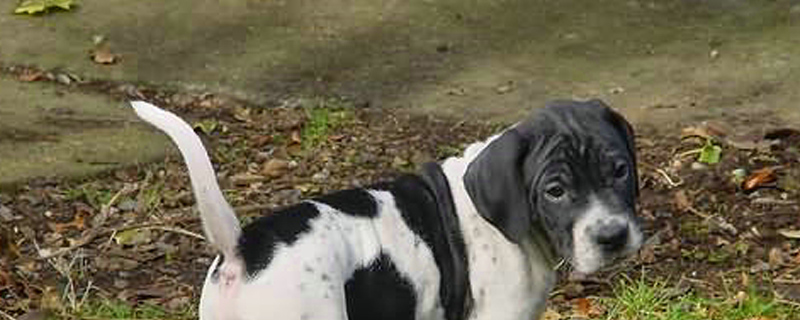 狗嚎叫是怎么回事