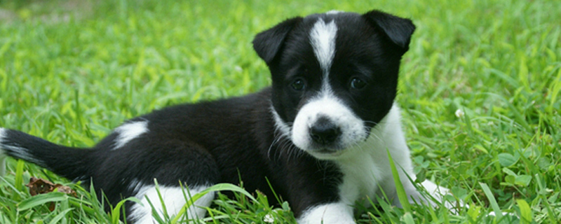 狗没咬破皮要打针吗