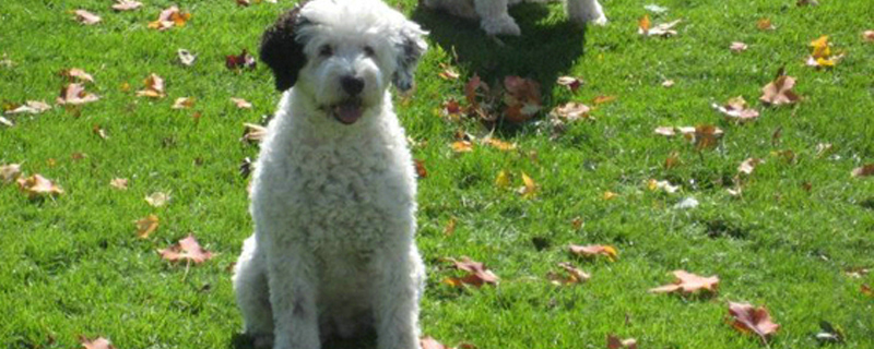 什么宠物狗便宜