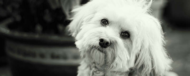 成年泰迪一天吃多少狗粮