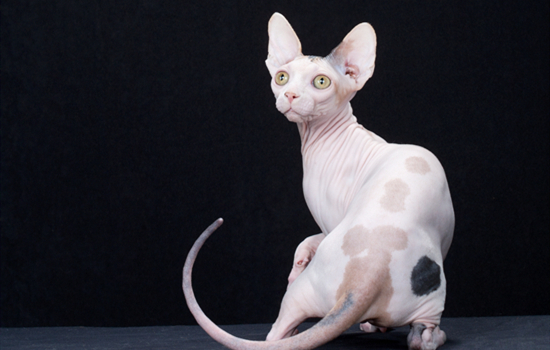 斯芬克斯猫一天喂几顿