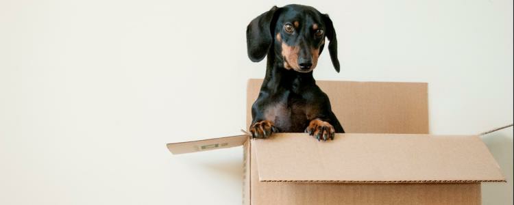 母犬绝育多久恢复