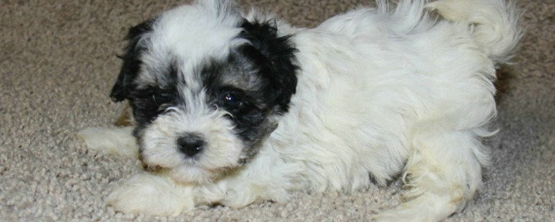 大狗能给小狗配种吗