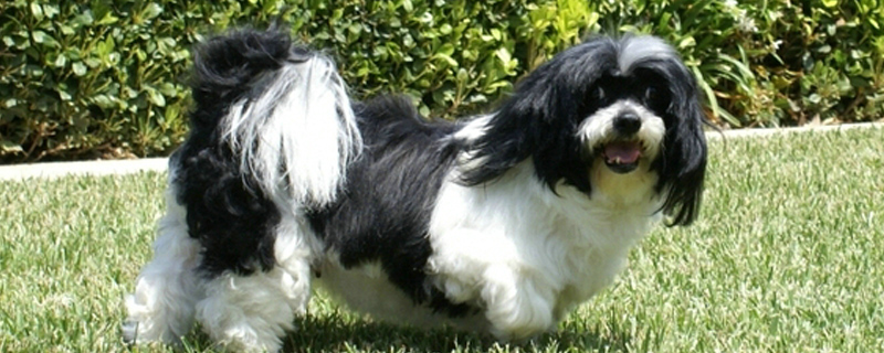 狗看到的世界是什么颜色