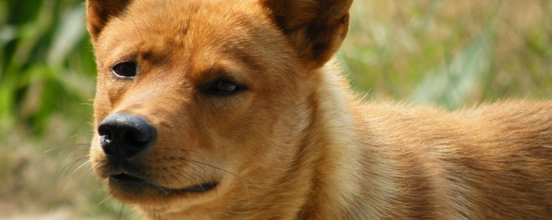 养20个土狗注意事项