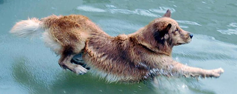 被家里狗咬了要打针吗