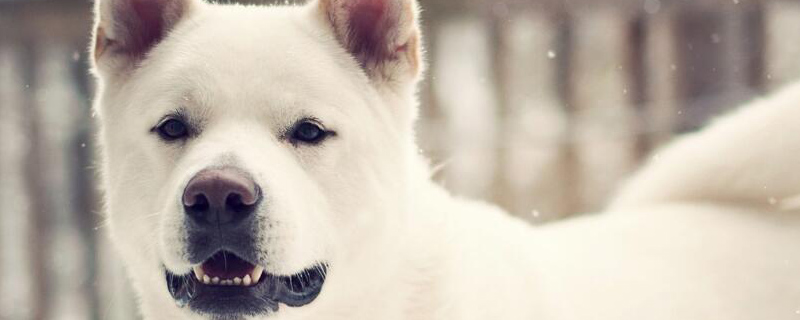 狗一直叫怎么办