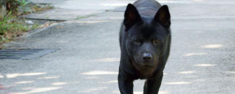 刚买回来的小狗一直叫