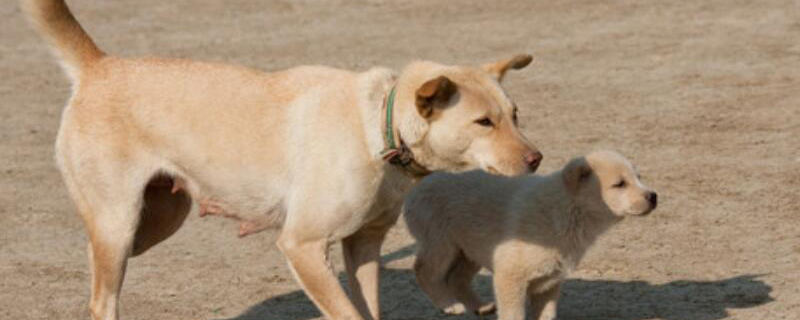 土狗寿命一般多少年