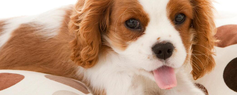 长不大的小狗品种