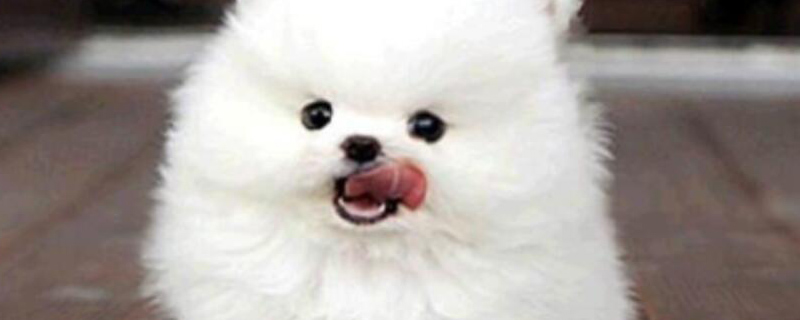 狗死后怎么处理