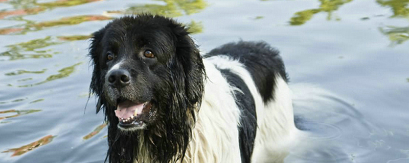 狗狗有跳蚤怎么办