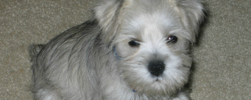 狗狗在笼子里一直叫怎么办