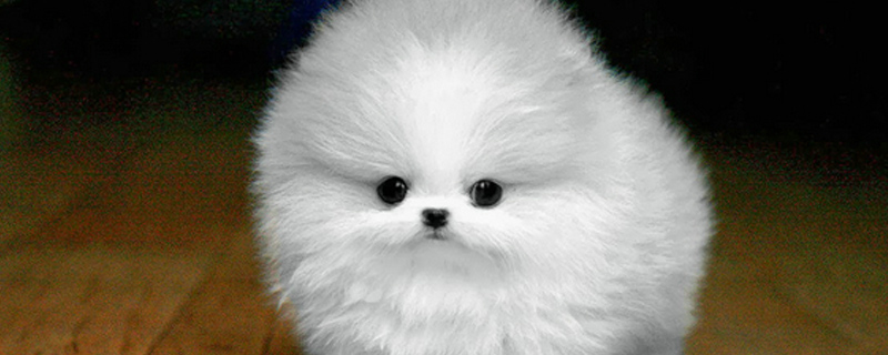 狗狗蛔虫会传染给人吗