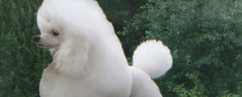 狗狗在家拉屎臭怎么办