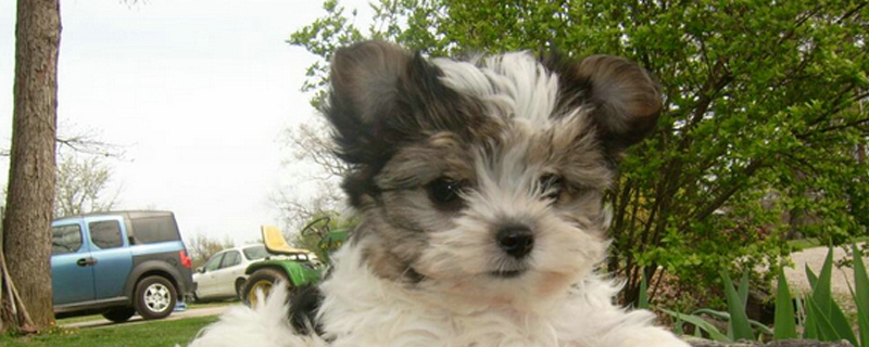 狗狗关笼子里一直叫咋办