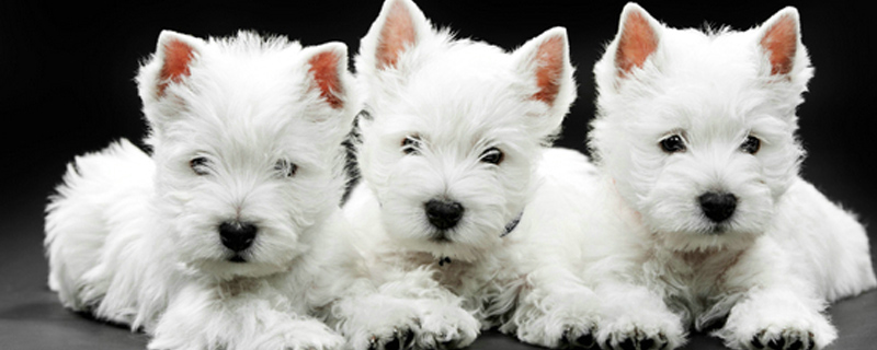 狗狗不吃东西但有精神