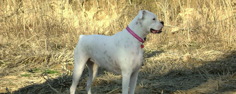 狗狗抓破了一点点皮