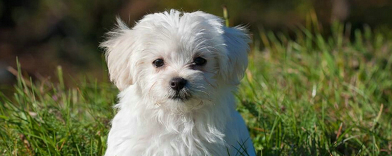 狗狗突然不吃狗粮了