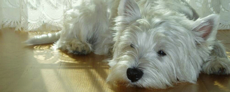 狗狗驱虫用什么