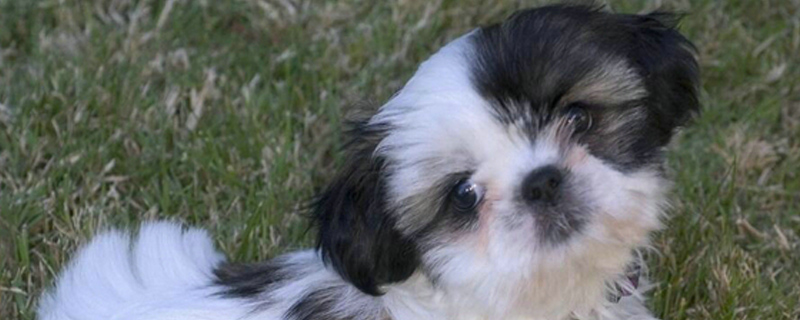 狗狗吃什么长胖又壮