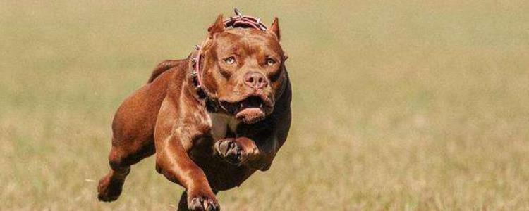 比特犬最怕什么犬