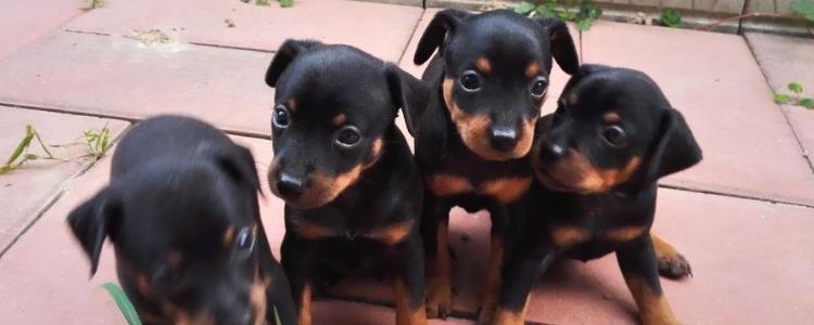 迷你杜宾优缺点