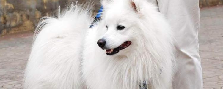 三个月大的银狐犬多重