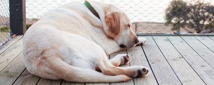 拉布拉多一天吃多少狗粮