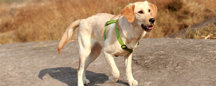 拉布拉多尾巴上翘是不是不纯