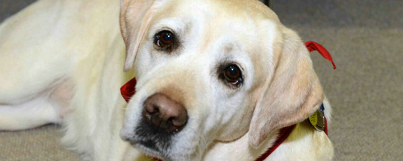 狗狗生理期能不能洗澡