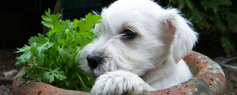 狗狗身上的寄生虫