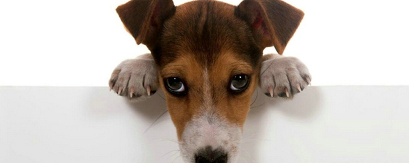 狗狗身上的寄生虫会传染给人吗