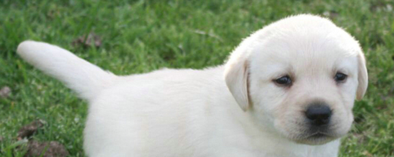 狗狗可以喝安慕希吗