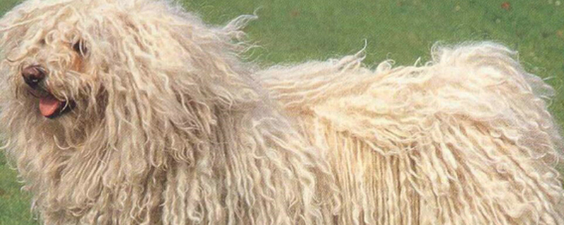 狗流着血配狗可以吗