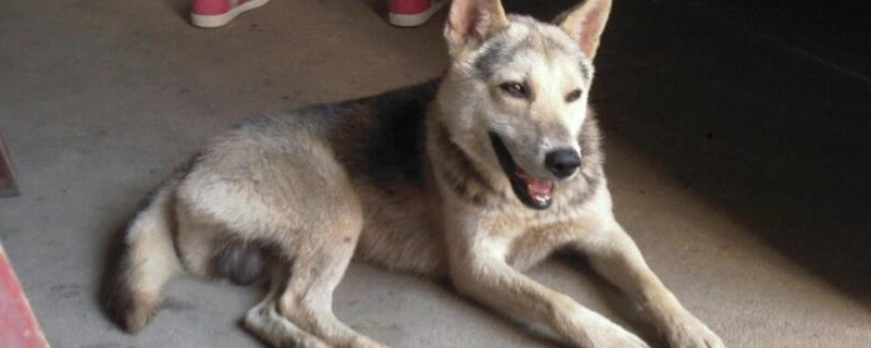 狗狗爪子抓伤要打针吗