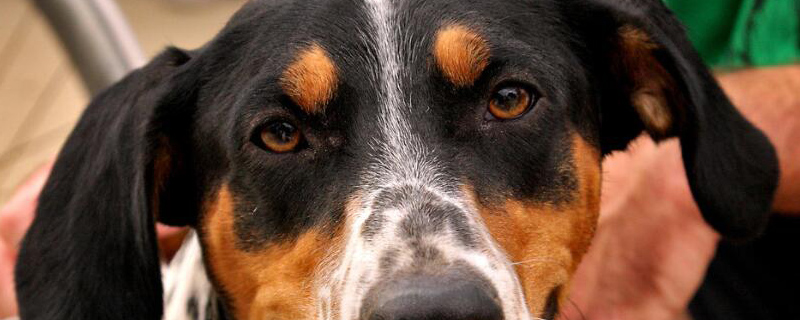 狗发抖是怎么回事