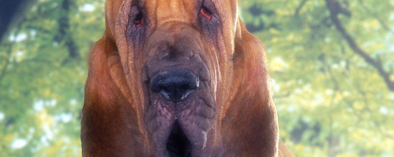 狗的鼻子干是怎么回事