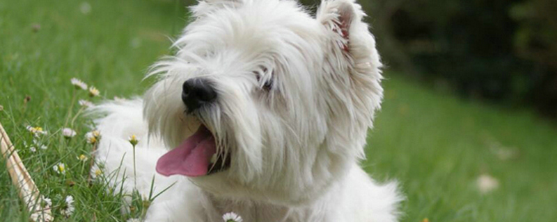 被打了疫苗的狗狗抓伤需要打针吗