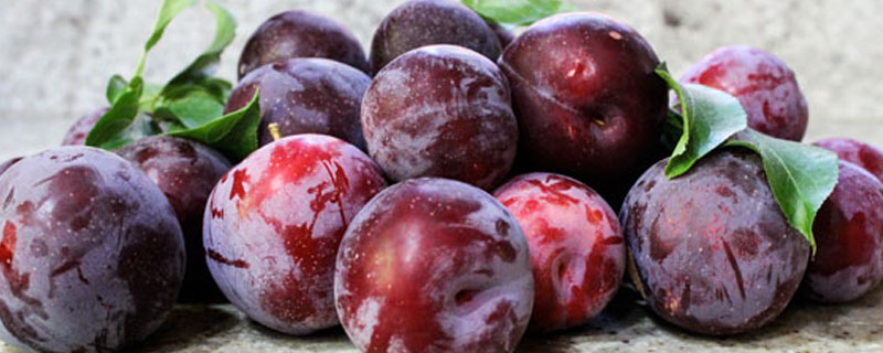 狗狗可以吃李子吗